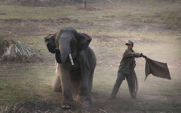 Animal shots of the week